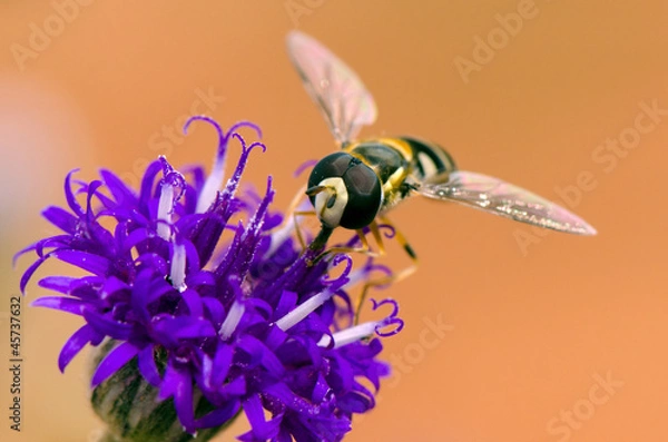 Obraz Hoverfly
