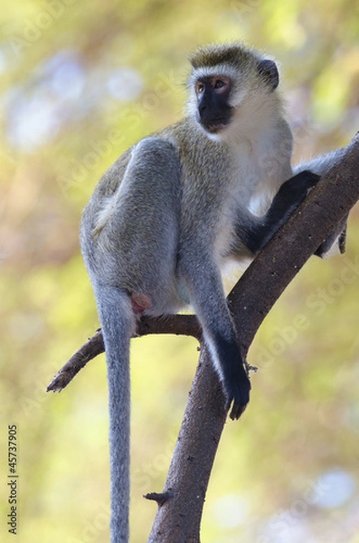 Obraz Vervet monkey