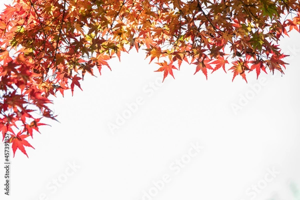 Obraz 紅葉のフレームイメージ