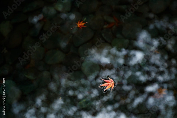 Obraz 水面に浮かぶもみじの葉