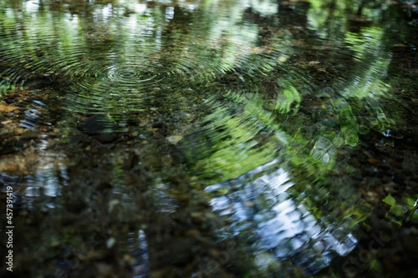 Obraz 森林の小川の水面に映る緑と水紋