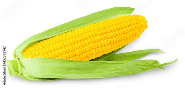 Obraz ear of corn isolated on white background