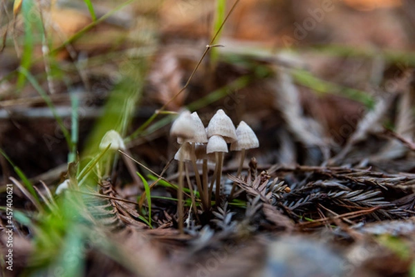 Fototapeta Grouping of tiny mushrooms on forest floor with Redwood needles