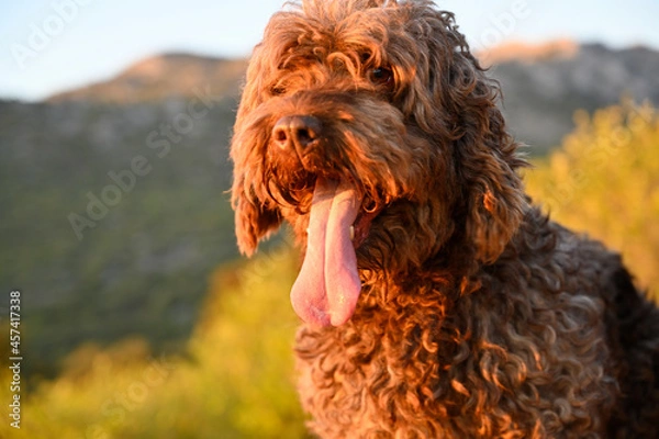 Obraz perro de agua espñol