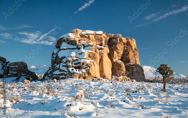 Fototapeta Joshua Tree winter snow