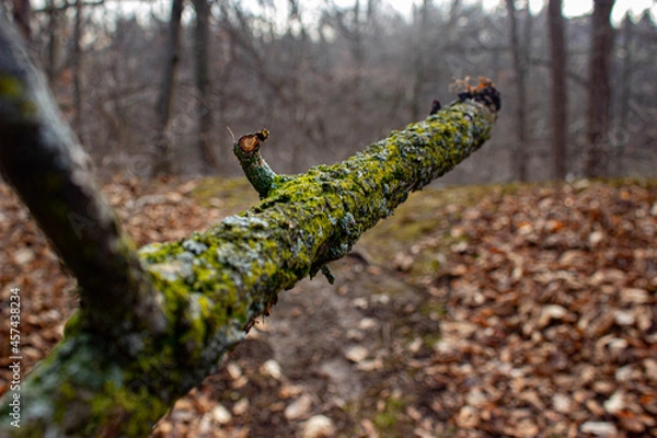 Fototapeta moss on tree