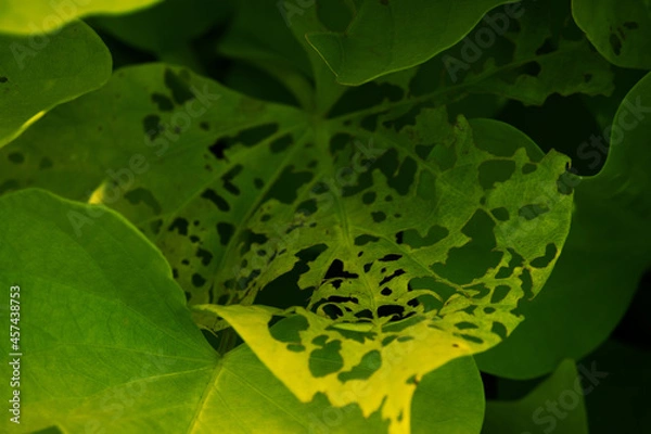 Obraz green leaves on a tree