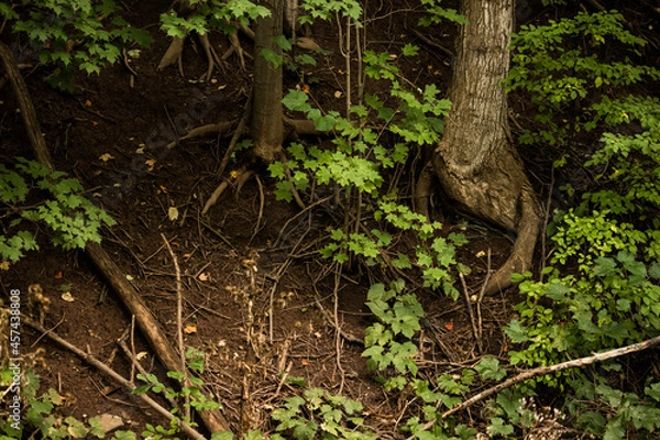 Obraz tree in the forest