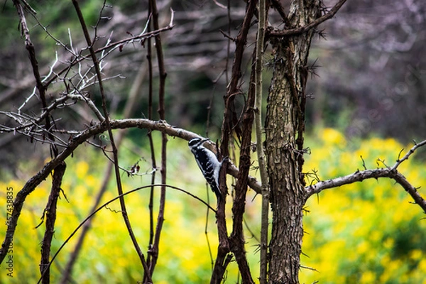 Obraz woodpecker on tree