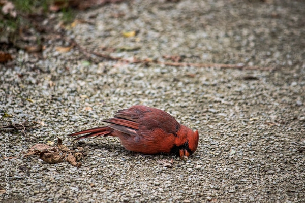 Fototapeta robin on the sand