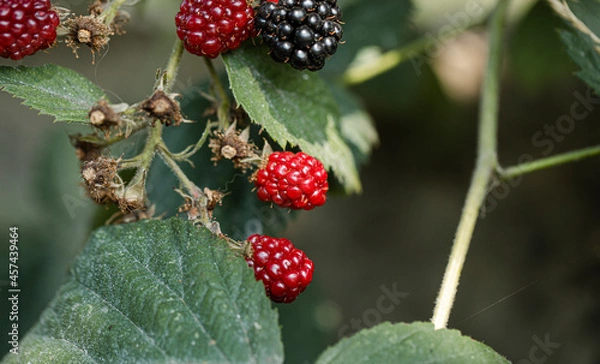 Fototapeta red currant bush