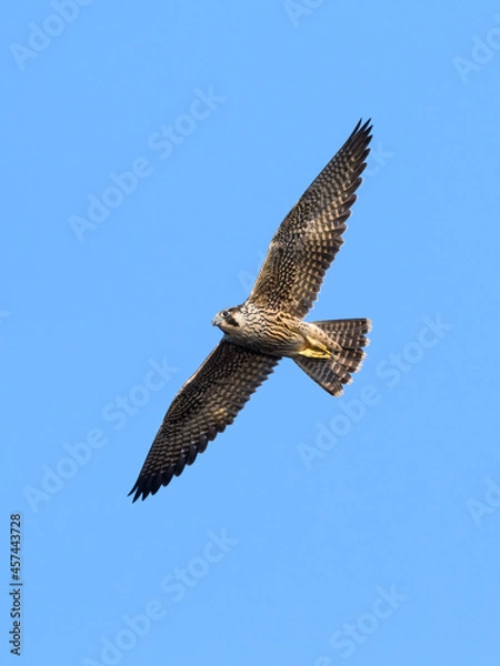 Fototapeta Peregrine Falcon in Flight on Blue Sky

