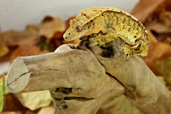 Fototapeta Autumn crested gecko