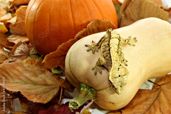 Fototapeta Autumn crested gecko