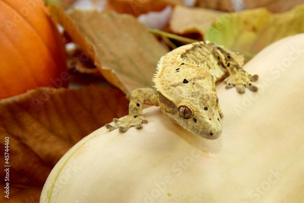 Obraz Autumn crested gecko