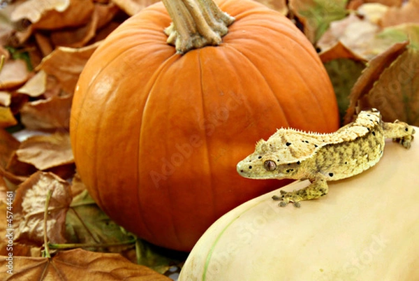 Fototapeta Autumn crested gecko