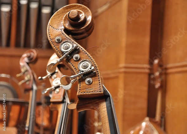 Obraz contrabass head