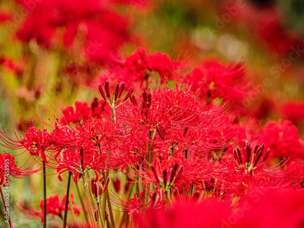Fototapeta 小牧山城の見える農村地域の自然
堤防に咲き誇るヒガンバナ