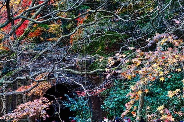 Fototapeta 山深い渓谷の紅葉風景