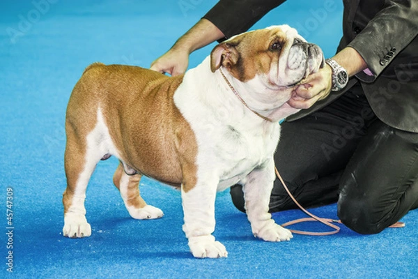 Fototapeta Stacking Show - angielski Bulldog Show puppy jest ułożony na b