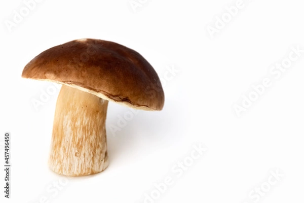 Fototapeta White mushroom on a white background. Edible mushrooms. Isolate. Soft focus. Photo