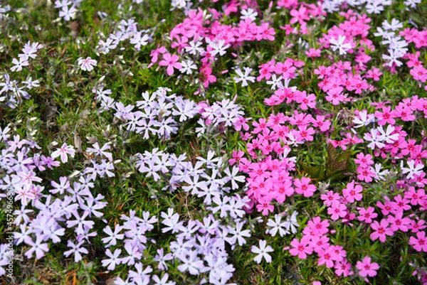 Fototapeta マツバボタン　花模様