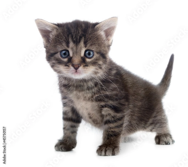 Fototapeta tabby kitten isolated
