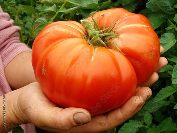 Obraz giant beef tomato in farmer hands