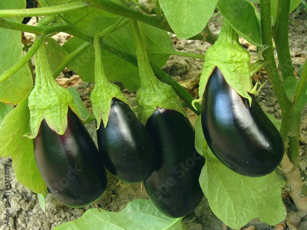 Obraz fruitful eggplant