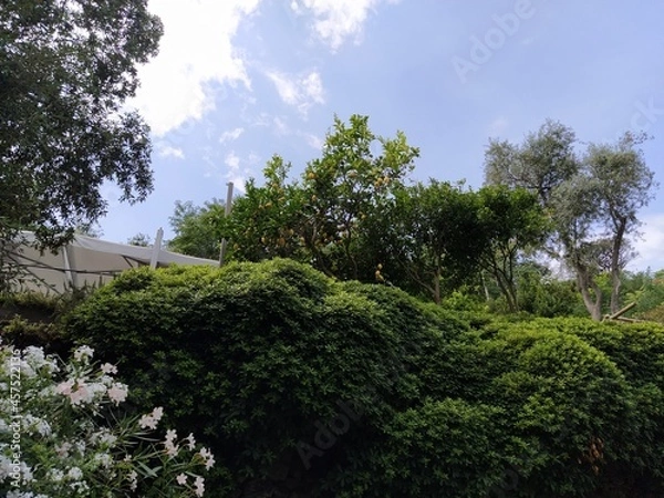 Fototapeta Lemon tree in Ischia Island in Naples, Italy