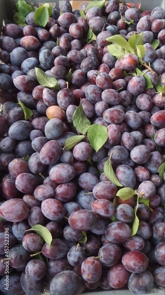 Obraz pflaumen  zwetsche zwetschge