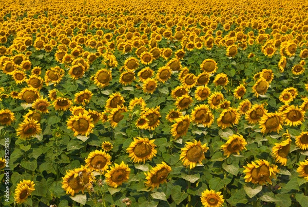 Obraz Sonnenblumenfeld mit voll blühenden Sonnenblumen. Bildfüllend.