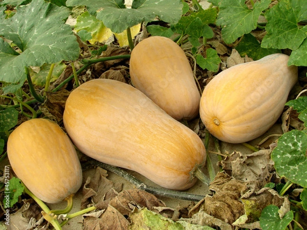 Obraz butternut squashes ripening on a vine