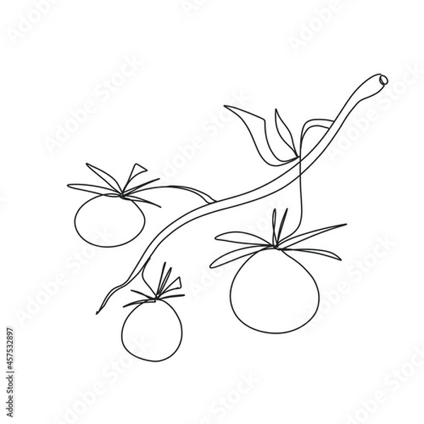 Obraz Vegetables linearly isolated on the white background 