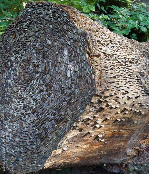 Fototapeta    A 'Coin Stump' at the Hermitage (woodland walking area) located near Dunkeld, Perthshire, Scotland. The coins are hammered into the stump by visitors.