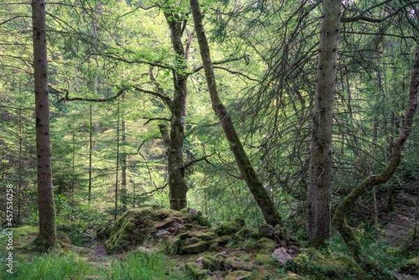 Fototapeta  Mixed woodland which forms part of the Hermitage (woodland walking area) located near Dunkeld, Perthshire, Scotland.