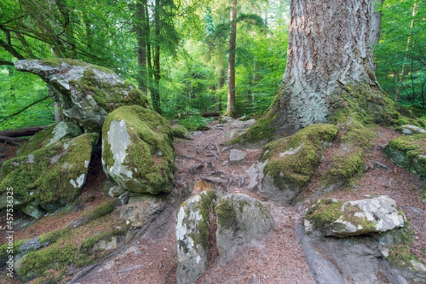 Fototapeta Mixed woodland which forms part of the Hermitage (woodland walking area) located near Dunkeld, Perthshire, Scotland.