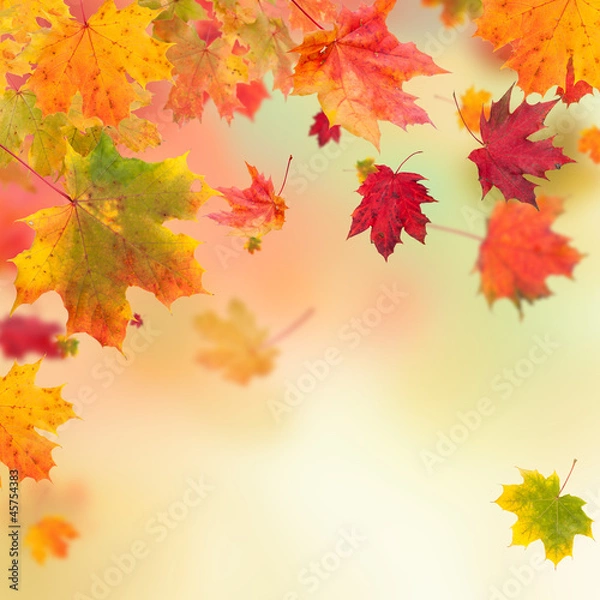 Obraz Autumn maple leaves background