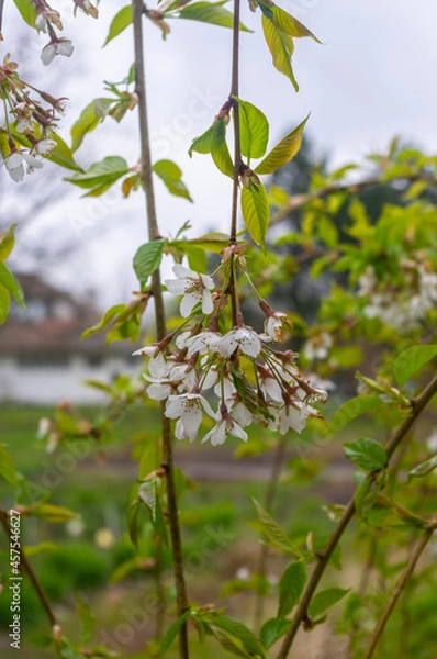 Obraz Kwiat wiszącej wiśni Sakura