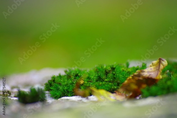 Fototapeta 小さな森