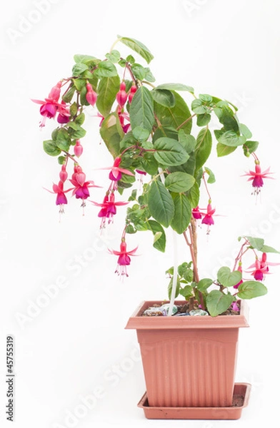 Obraz Фуксия в горшке