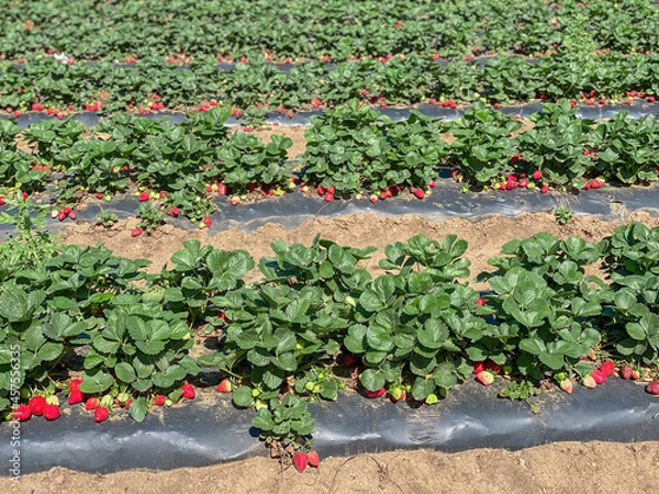 Fototapeta Horizontal rows of strawberry bushes. Strawberry farm. Ripe, juicy, red strawberries. Day, sunny. 