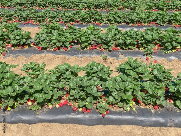 Fototapeta Horizontal rows of strawberry bushes. Strawberry farm. Ripe, juicy, red strawberries. Day, sunny. 