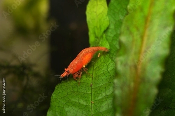 Fototapeta Berried Fire Red Neocaridina Shrimp