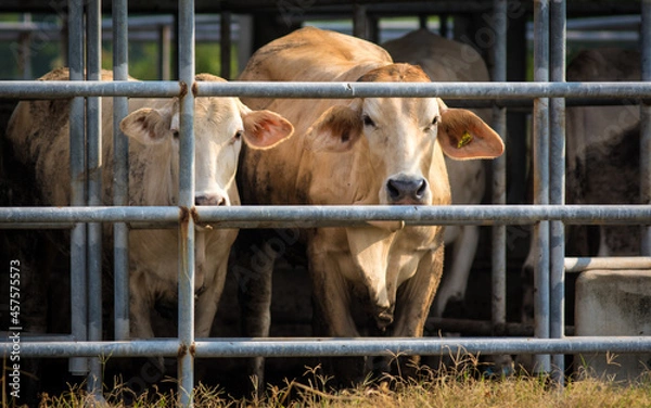 Obraz Beef cattle on a farm