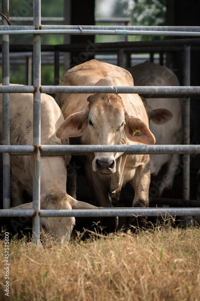 Obraz Beef cattle on a farm