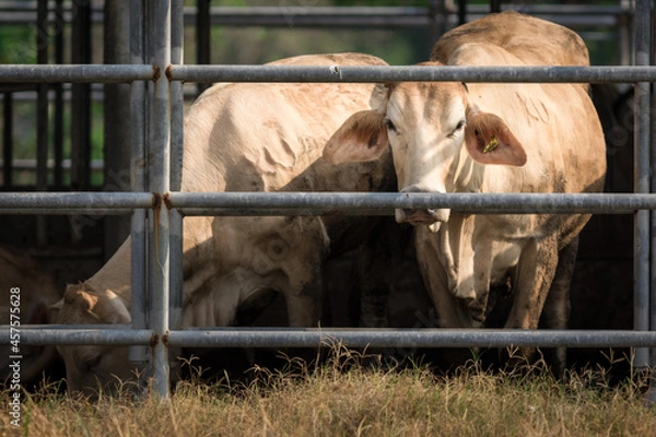 Obraz Beef cattle on a farm