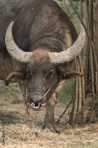 Obraz Buffalo in farm