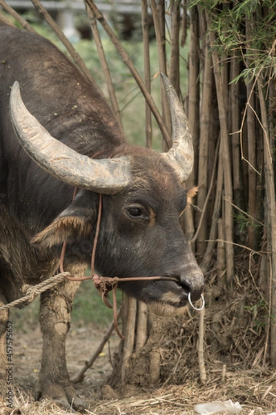 Obraz Buffalo in farm