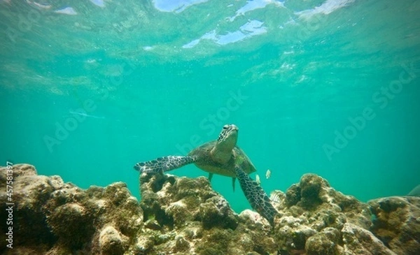 Fototapeta Green Sea Turtle posing for the picture